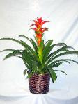 01A Green Plant 6in Bromeliad
