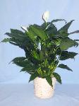 01B Green Plant 8in Peace Lily
