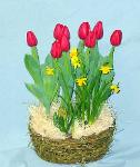 01C Blooming Plant Bulb Garden