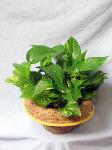 01C Green Plant 6in Pothos