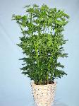 01D Green Plant 8in Schefflera