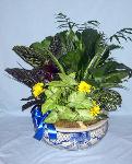 DGP05 14in Porcelain Dish Garden