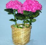 01E Blooming Plant Hydrandgea