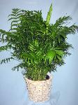01E Green Plant 8in Palm