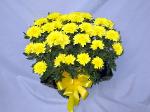 01F Blooming Plant Chrysanthemum