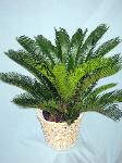 01F Green Plant 10in Sago Palm