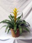 01G Green Plant 6in Bromeliad