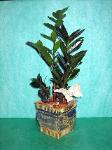 01H Green Plant 6in ZZ Plant