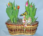 01I  Blooming Plant Tulip Peanut Basket