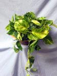 01I Green Plant 6in Pothos