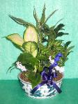 DGP10 8in Porcelain Dish Garden