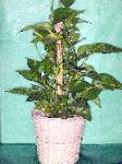01J Green Plant 6in  Pole Pothos