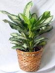 01K Green Plant 8in  Silver King