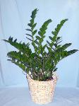 01L Green Plant 8in ZZ Plant