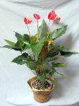 01M Green Plant 10in Antherium