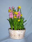 01N Blooming Plant Bulb Garden
