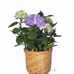 01O Blooming Plant Hydrandgea