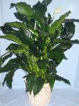 01O Green Plant 10in Peace Lily