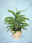 01P Green Plant 8in Lemon Lime