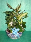 DGP17 8in Porcelain Dish Garden