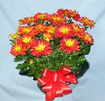 01Q Blooming Plant Chrysanthemum