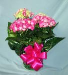 01R Blooming Plant Hydrandgea