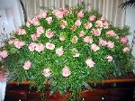 Fresh Casket Spray CSK35